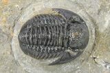 Detailed Gerastos Trilobite Fossil - Morocco #277661-2